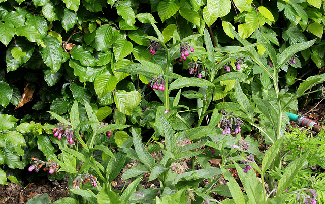 Saute qui peut - Jardin 4- Consoude officinale