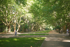 Platanenallee im Stryjpark Platanenallee im Stryjpark