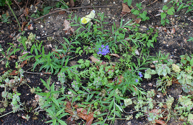 Saute qui peut - Jardin 4 -Lithospermum purpurocaeruleum