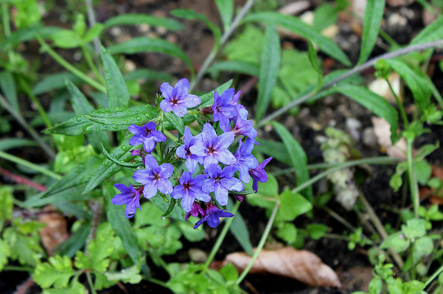 Saute qui peut - Jardin 4--Lithospermum purpurocaeruleum