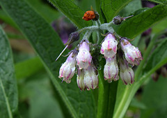 Saute qui peut Symphytum officinale Saute qui peut Symphytum officinale