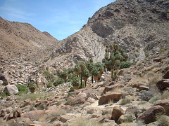 mohave 07