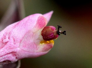 Monadenium rubellum