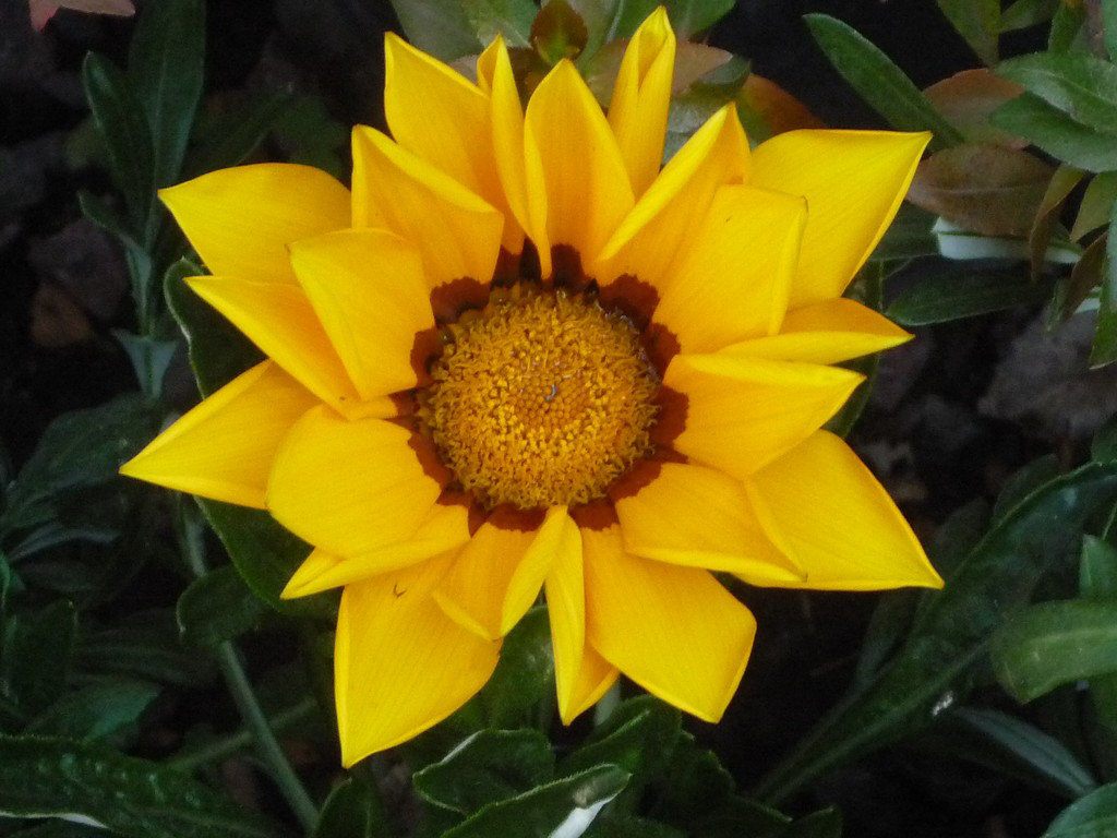 Flor amarilla JJ