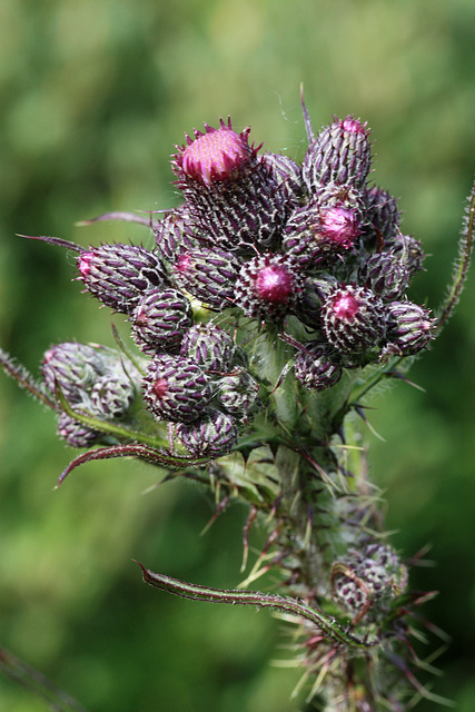 Cluster Thistle