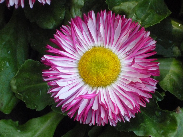 Flor tricolor JJ