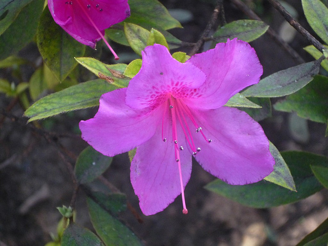 Flor azulada del Jardín Japonés de Buenos Aires