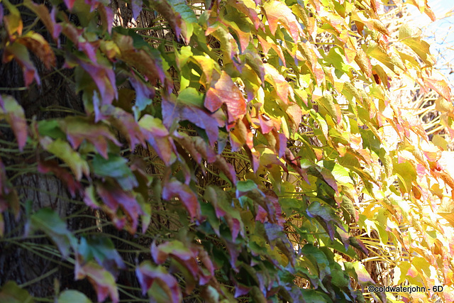 Courtyard Colours - November 10