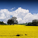 Raps und Wolken - Rapeseed and clouds (015°)