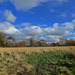 Fields near Haughton, Stafforshire