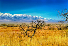 Owens Valley and High Sierra near Manzanar, Febr. 1990 (300°)