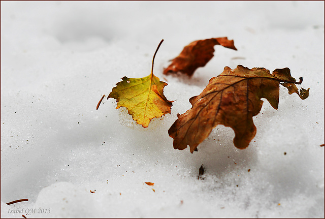 Neve e folhas