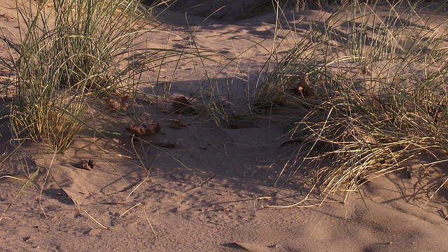 Sea grass