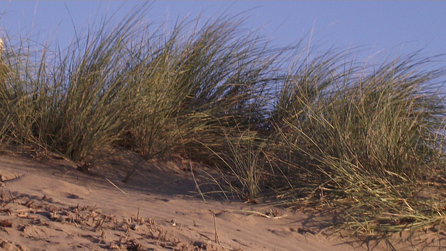 Some grass on the dunes