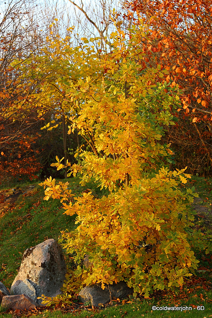 Young Oak's autumn colouring