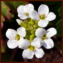 Arabis Caucasica