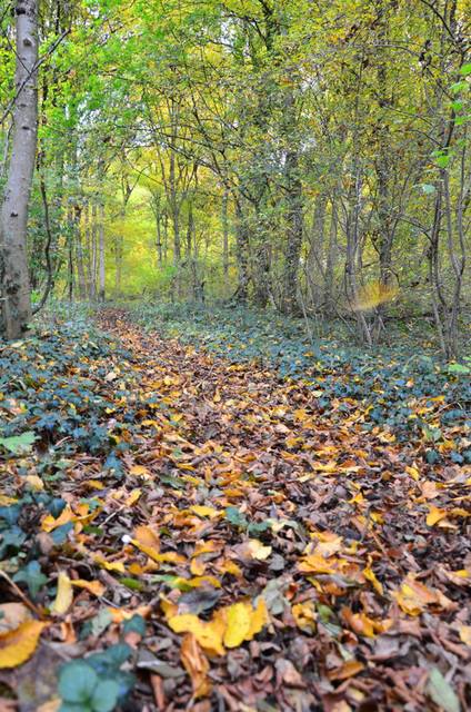 En forêt