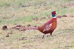 Cock Pheasant in his winter colouring