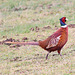 Cock Pheasant in his winter colouring