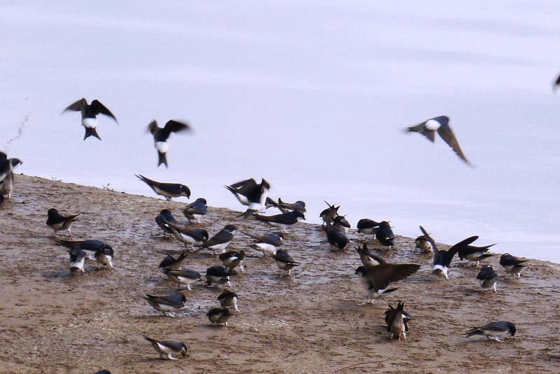 Birds