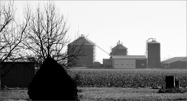 Across the Stubble