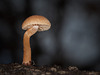 Mushroom with Bendy Stem!