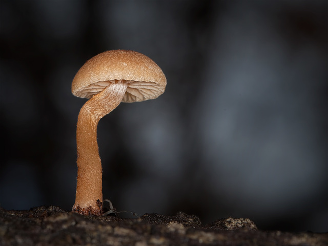 Mushroom with Bendy Stem!
