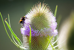 Bombus Terrestris on a Teazle - East Blatchington Pond - 22.7.2013