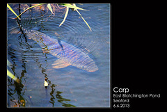 Carp -East Blatchington Pond - 6.6.2013
