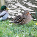 Mallard couple - East Blatchington Pond - 21.2.2014