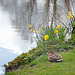 Mrs Mallard and the daffodils - 19.4.2013