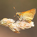 Small Skipper butterfly - East Blatchington Pond - 22.7.2013