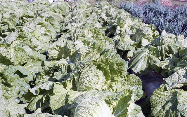 Chinese cabbages