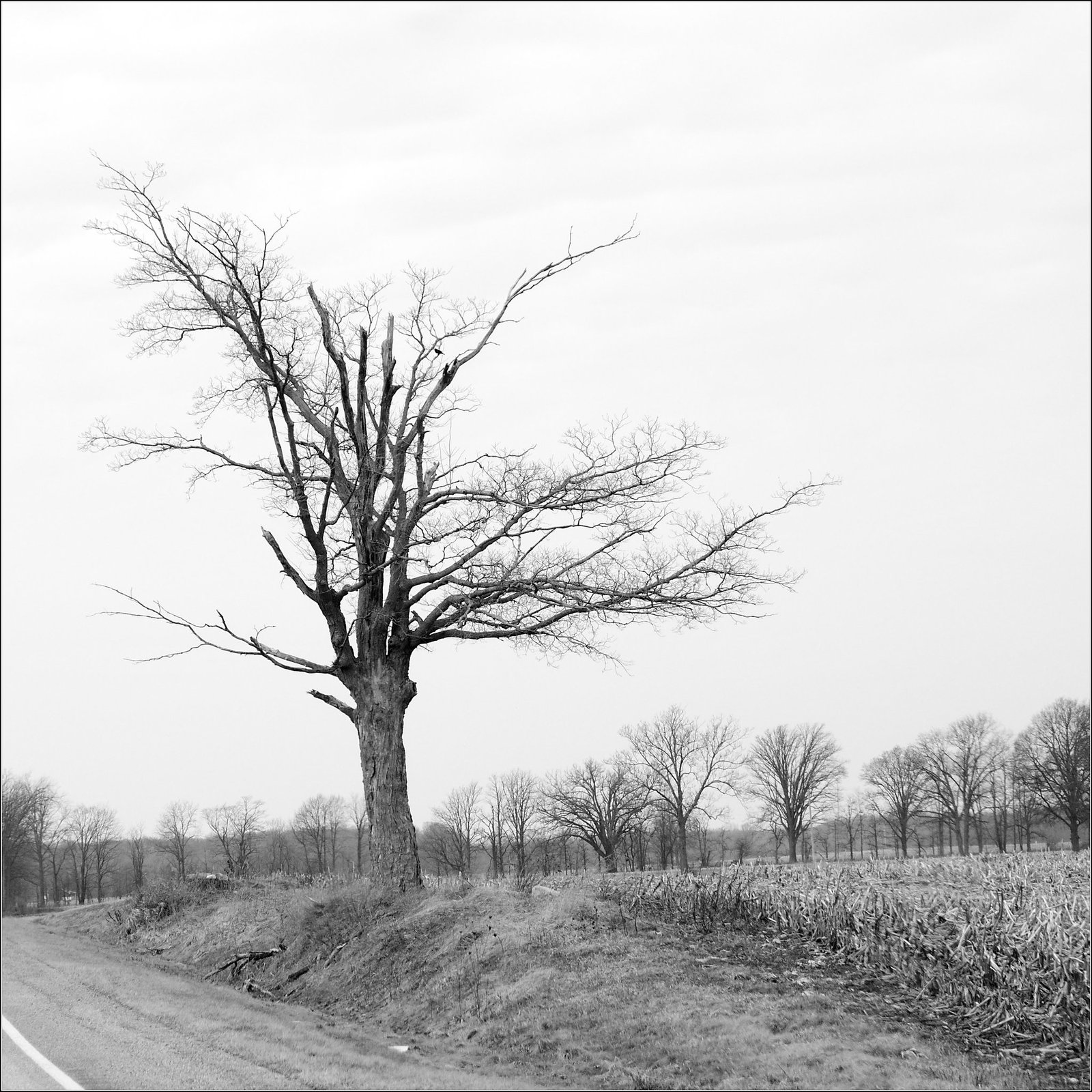 Tree & Trees
