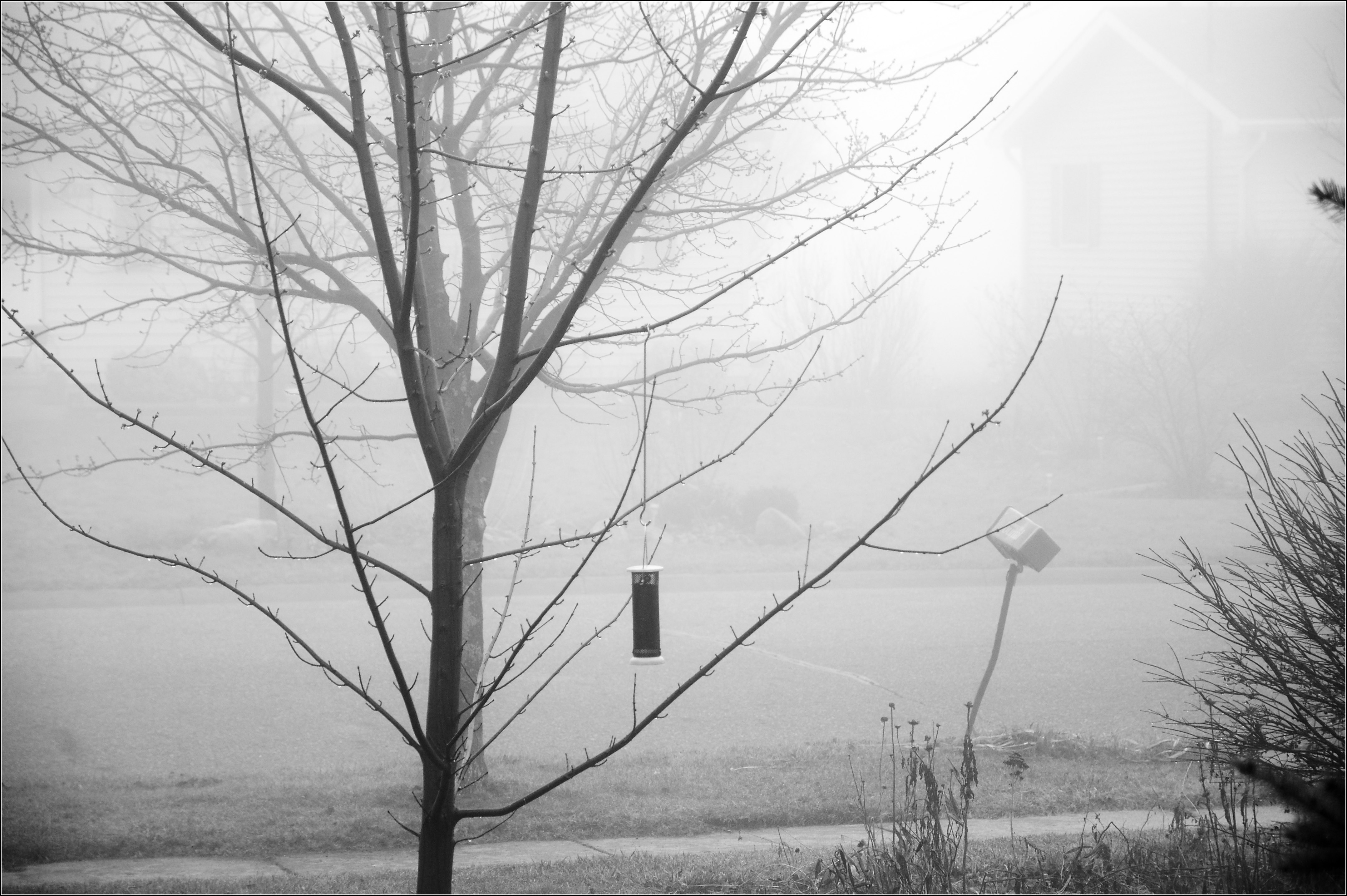 Nothing to See but Fog