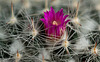 20131204 3113RMw [D~LIP] Kugel-Kaktus, Bad Salzuflen