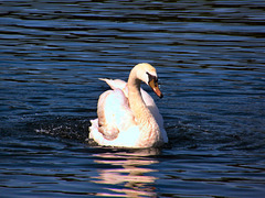 Mute swan, Northumberland.