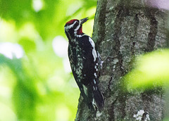 Yellow-Bellied Sapsucker