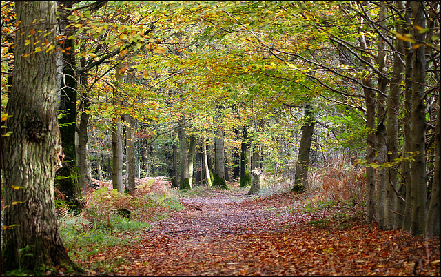 Bois de Roquelaure