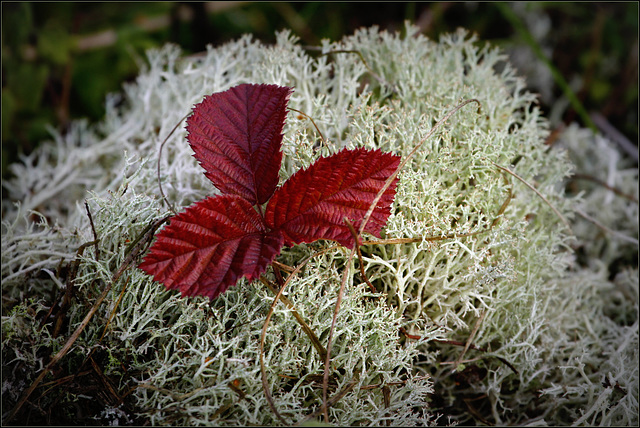 Ronce d'automne