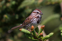 Song Sparrow