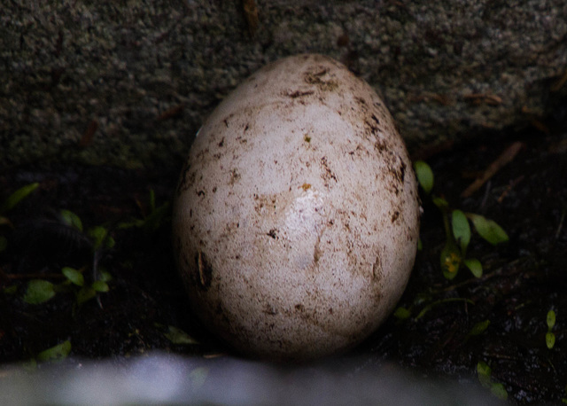 Atlantic Puffin Egg