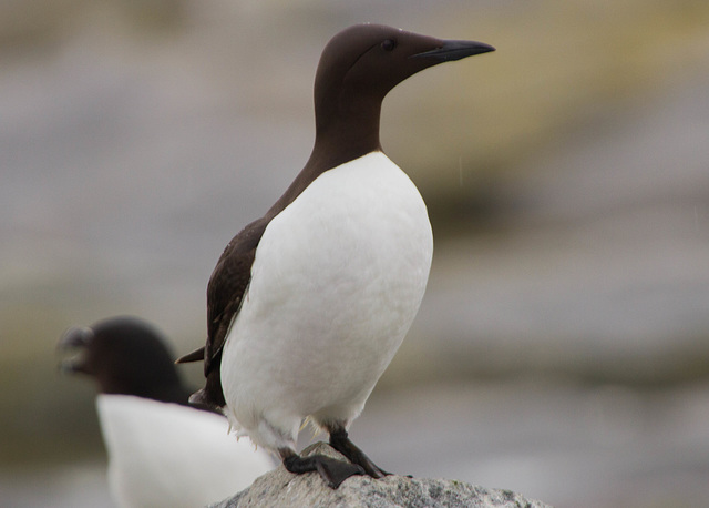 Common Murre