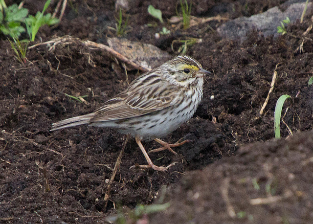 Savannah Sparrow