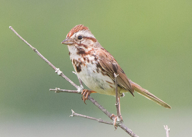 Song Sparrow