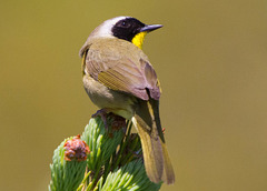 Common Yellowthroat