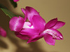 Kaktusblüte