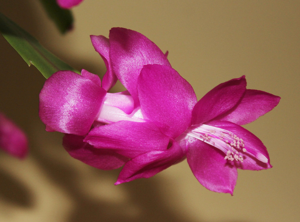 Kaktusblüte