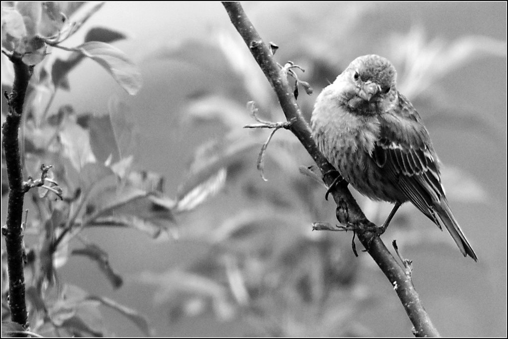 The House Finch