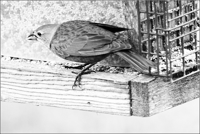 Filled the Feeder. Attracted Cowbirds.